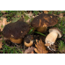 Мицелий Белого гриба темно-бронзового (Boletus aereus)